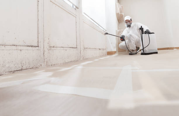 Black mold remediation team in Kintnersville